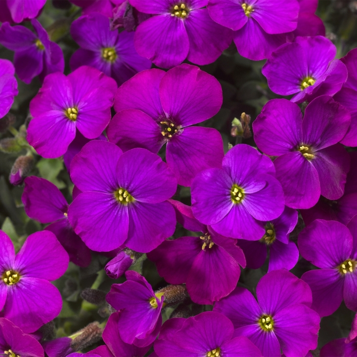 Audrey™ 'Purple Shades' - Aubrieta (Rockcress) from Ladds Gardencener