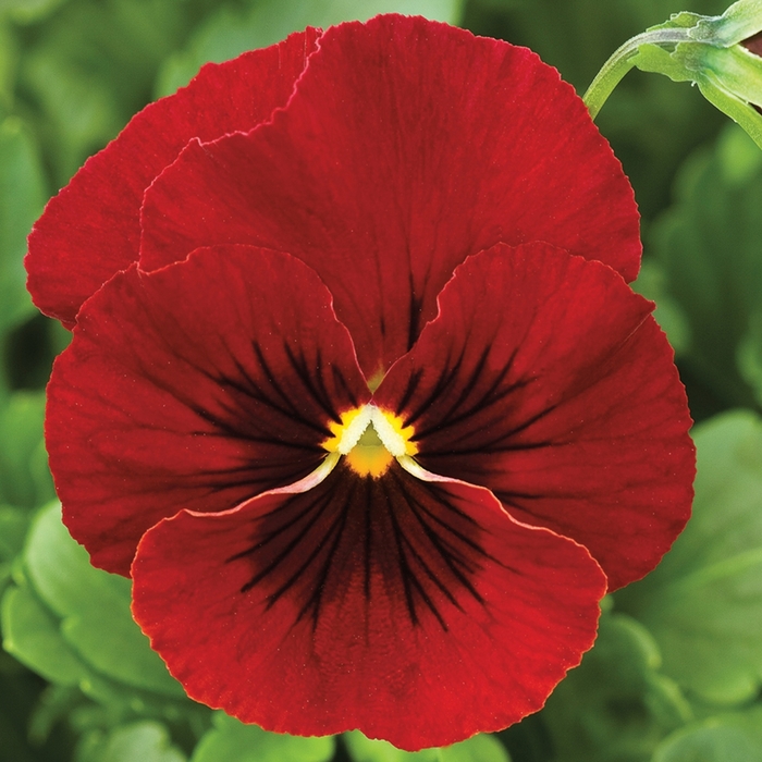 Penny™ 'Red Blotch' - Viola cornuta (Pansy) from Ladds Gardencener