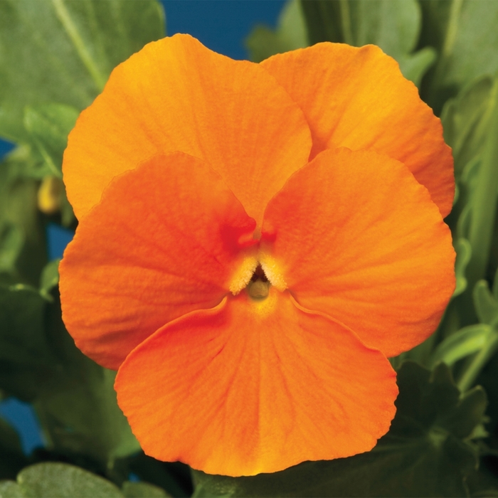 Penny™ Orange - Viola cornuta (Pansy) from Ladds Gardencener