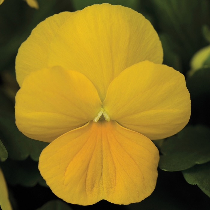 Penny™ 'Clear Yellow' - Viola cornuta (Pansy) from Ladds Gardencener