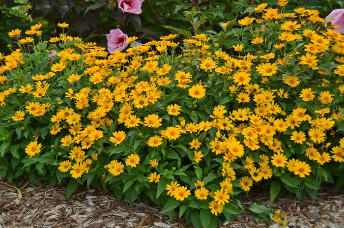 'Tuscan Sun' Perennial Sunflower - Heliopsis helianthoides from Ladds Gardencener