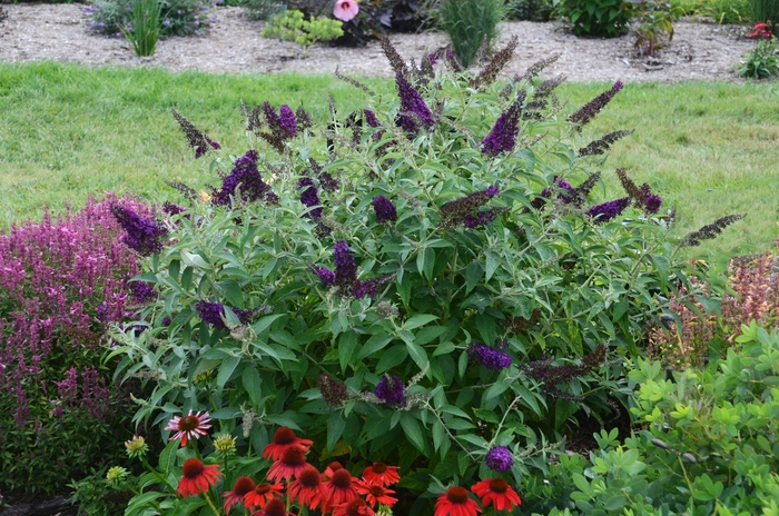 Monarch® 'Dark Dynasty' - Buddleia davidii (Butterfly Bush) from Ladds Gardencener