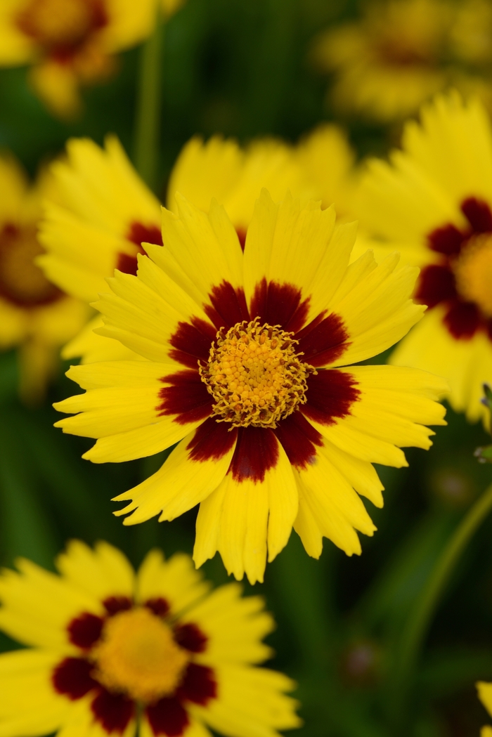 'SunKiss' Tickseed - Coreopsis grandiflora from Ladds Gardencener