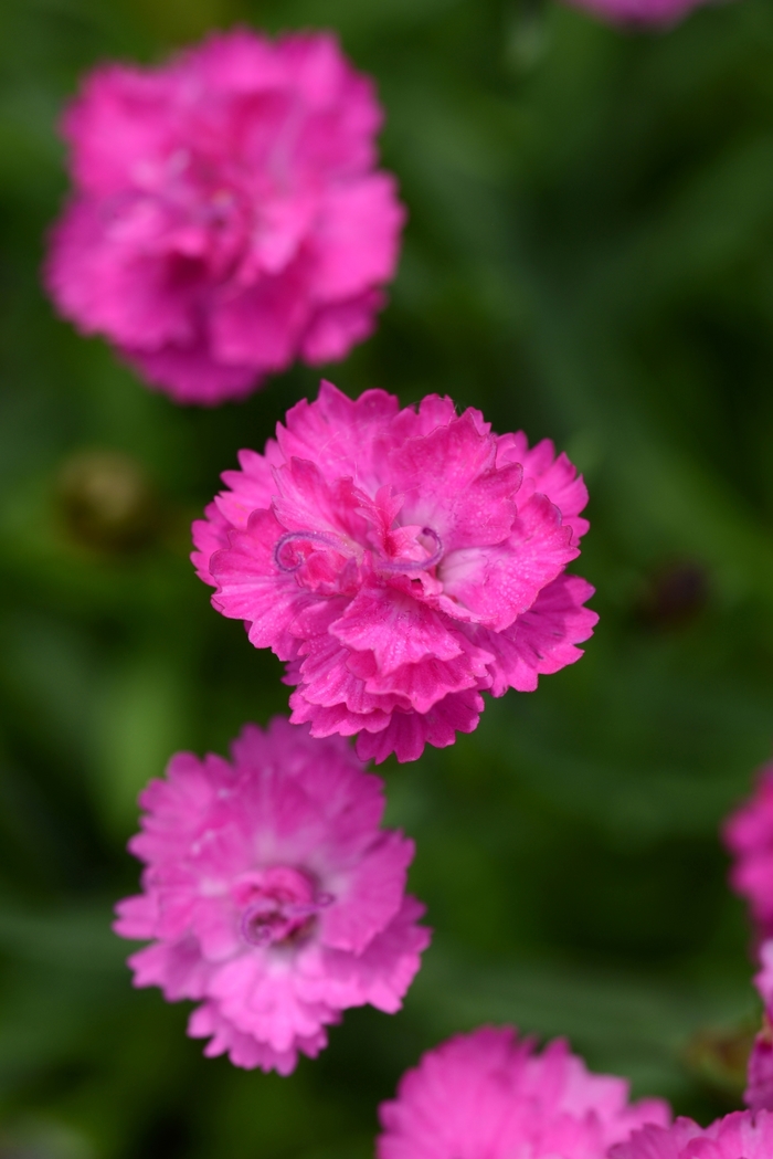 Mountain Frost™ 'Pink PomPom' - Dianthus (China Pinks, Cheddar Pinks) from Ladds Gardencener