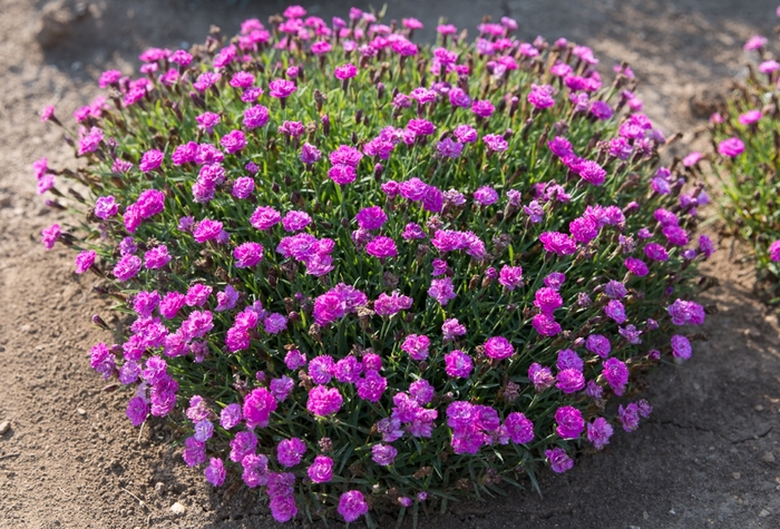 Mountain Frost™ 'Silver Strike' - Dianthus (China Pinks, Cheddar Pinks) from Ladds Gardencener