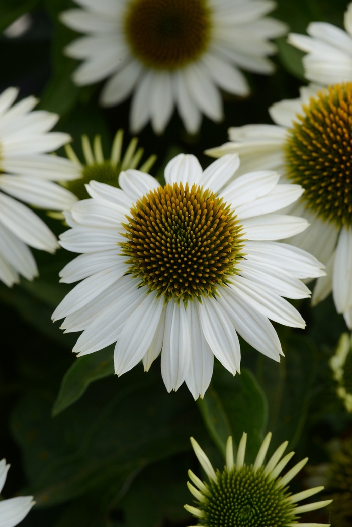 Sombrero® 'Blanco' - Echinacea (Coneflower) from Ladds Gardencener