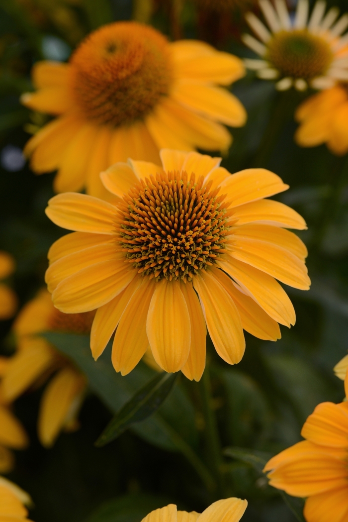 Sombrero® 'Granada Gold' - Echinacea (Coneflower) from Ladds Gardencener