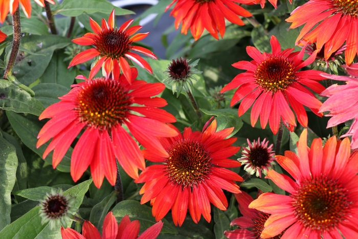 Sombrero® 'Sangrita' - Echinacea (Coneflower) from Ladds Gardencener