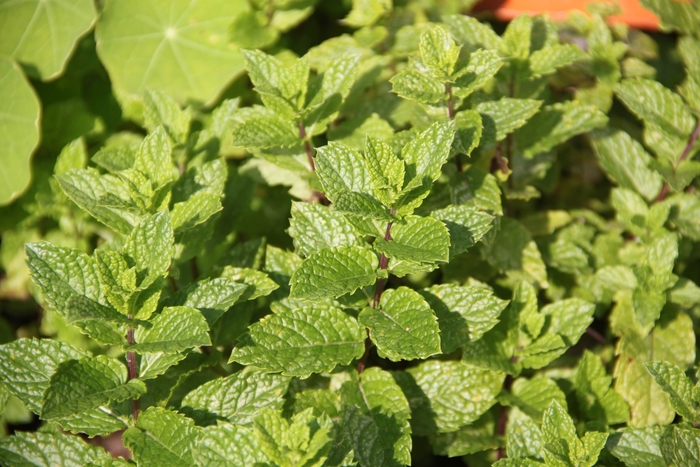 Spearmint, Mint - Mentha spicata from Ladds Gardencener