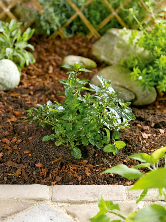 'Chocolate' Peppermint - Mentha x piperita from Ladds Gardencener