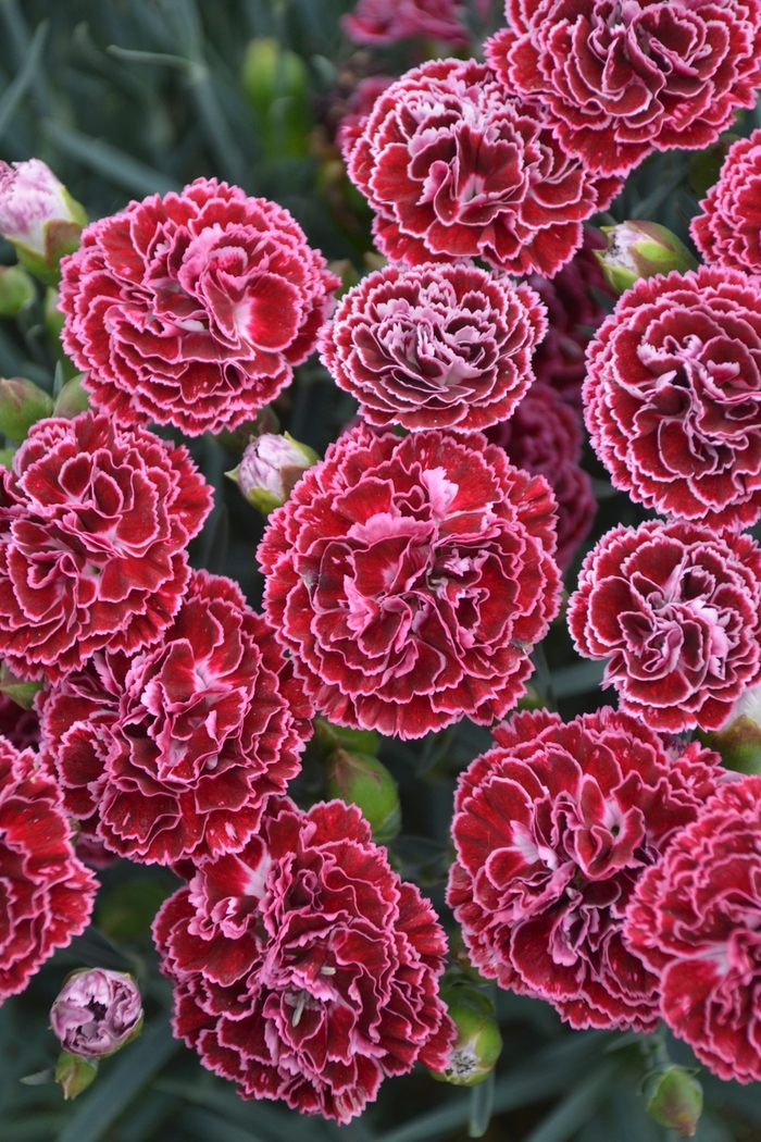 Fruit Punch® Cherry Vanilla - Dianthus (Pinks) from Ladds Gardencener