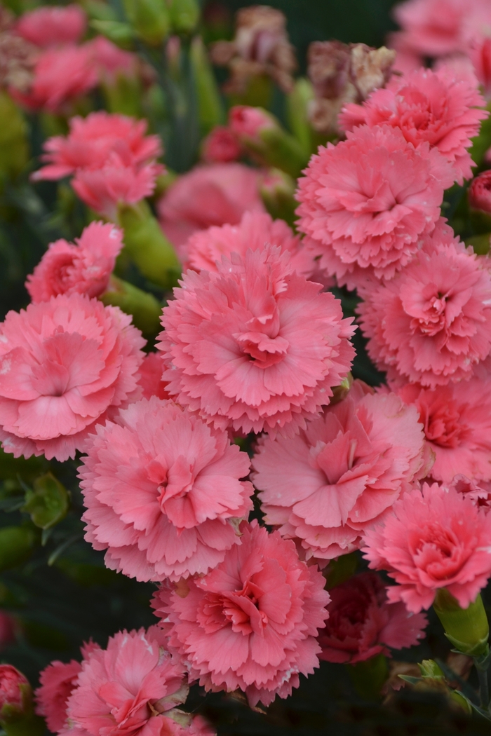 Fruit Punch® 'Classic Coral' - Dianthus (Pinks) from Ladds Gardencener