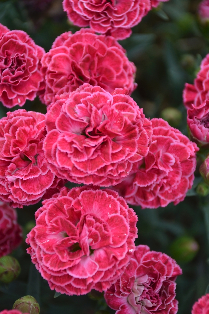 Fruit Punch® 'Raspberry Ruffles' - Dianthus (Pinks) from Ladds Gardencener