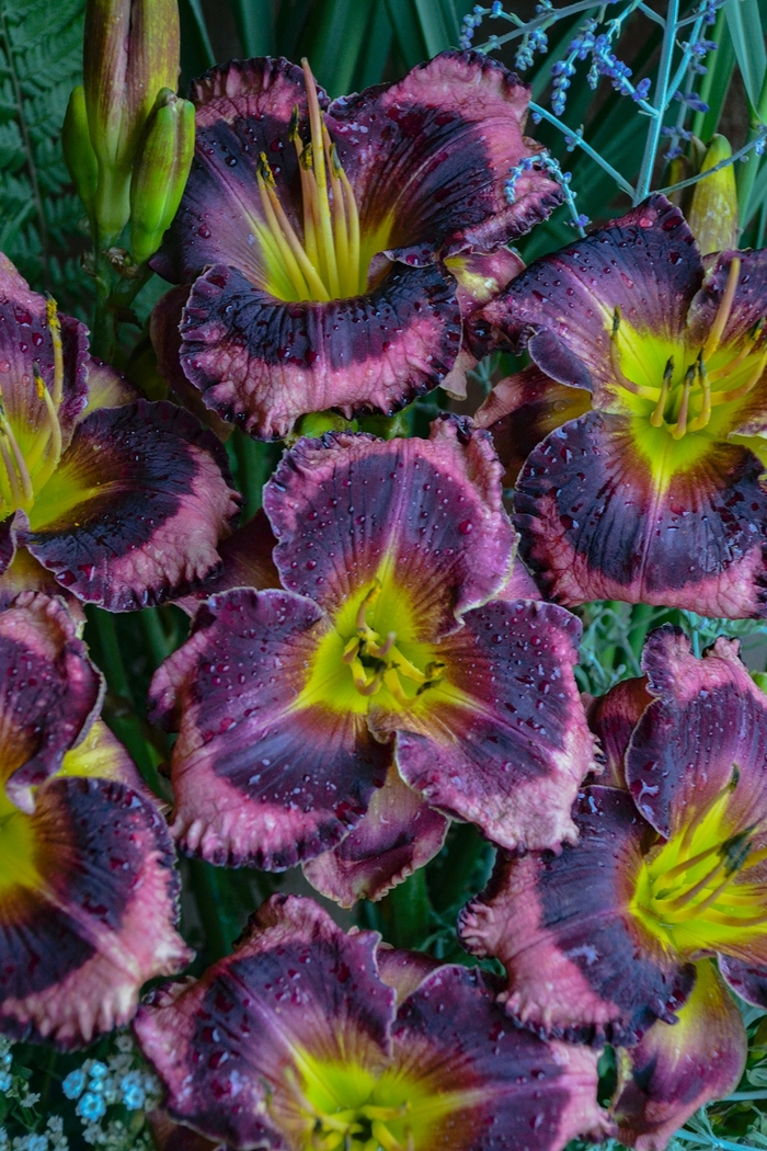 Rainbow Rhythm® 'Storm Shelter' - Hemerocallis (Daylily) from Ladds Gardencener