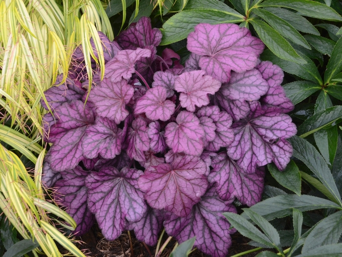 Primo™ 'Wild Rose' - Heuchera (Coral Bells) from Ladds Gardencener
