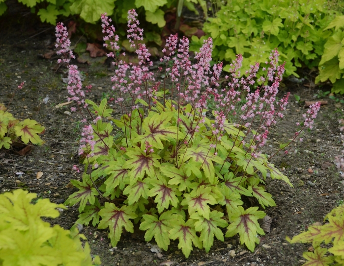 Fun and Games® 'Eye Spy' - Heucherella (Foamy Bells) from Ladds Gardencener