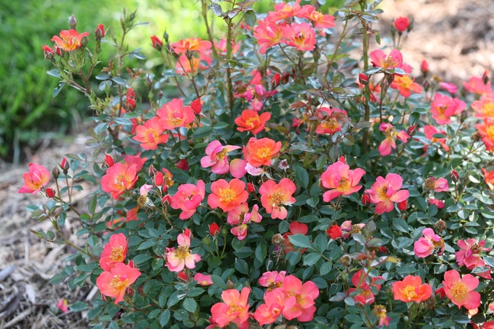 'Oso Easy Hot Paprika®' Rose - Rosa from Ladds Gardencener