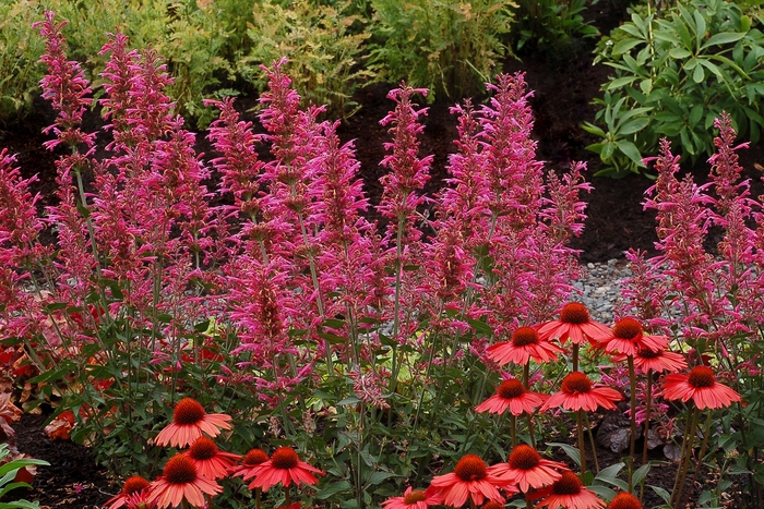'Morello' Hummingbird Mint - Agastache from Ladds Gardencener
