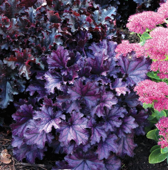 Forever® 'Purple' - Heuchera (Coral Bells) from Ladds Gardencener