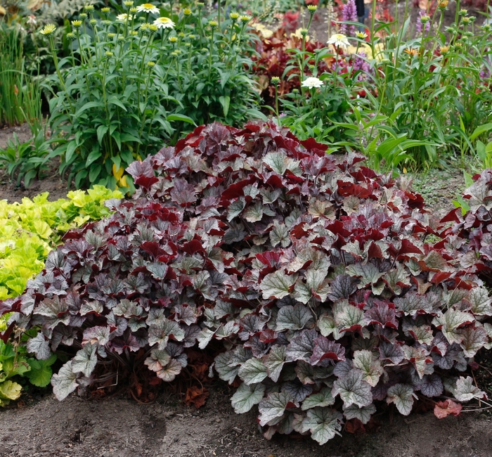 Northern Exposure™ 'Silver' - Heuchera (Coral Bells) from Ladds Gardencener