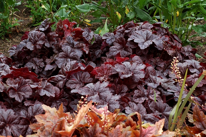 'Onyx' Foamy Bells - Heucherella from Ladds Gardencener