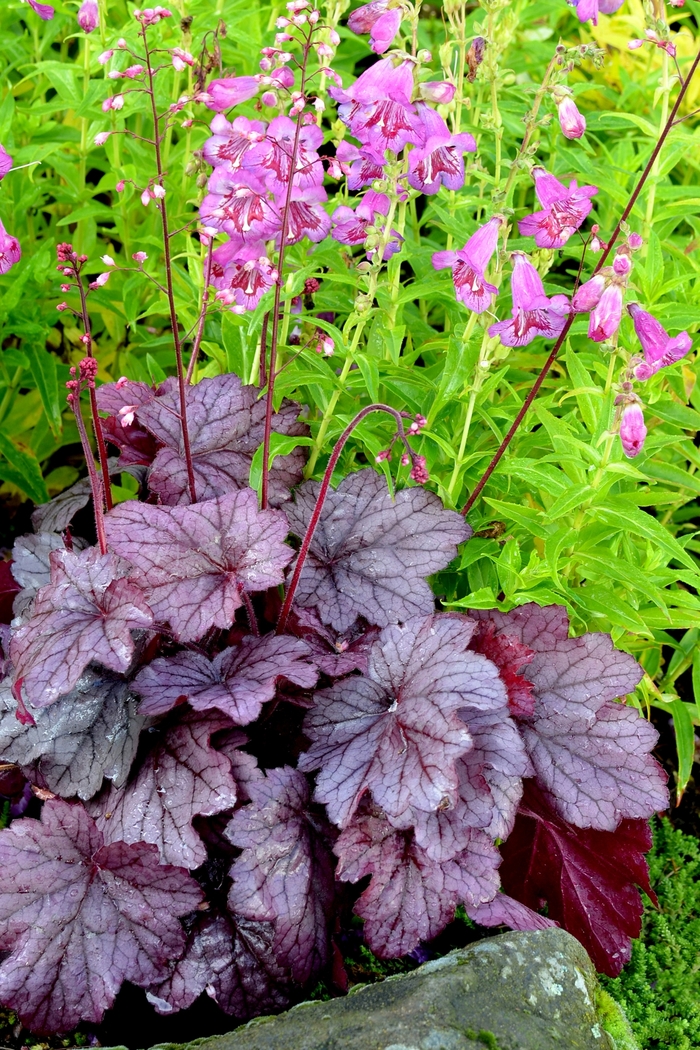 'Georgia Plum' Coral Bells - Heuchera from Ladds Gardencener