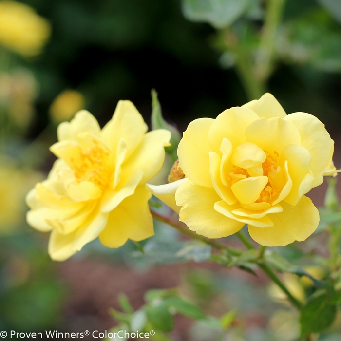 'Oso Easy Lemon Zest®' Landscape Rose - Rosa from Ladds Gardencener