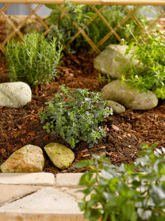 'Hot & Spicy' Oregano - Origanum vulgare from Ladds Gardencener