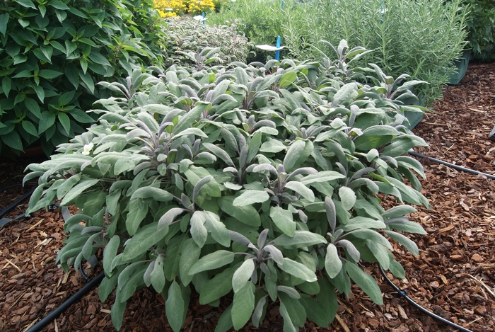 Garden Sage - Salvia officinalis from Ladds Gardencener
