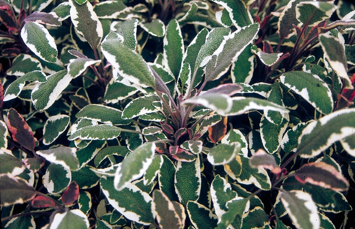 'Tricolor' Sage - Salvia officinalis from Ladds Gardencener