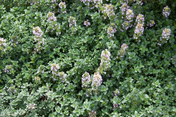 Lemon Thyme - Thymus x citriodorus from Ladds Gardencener