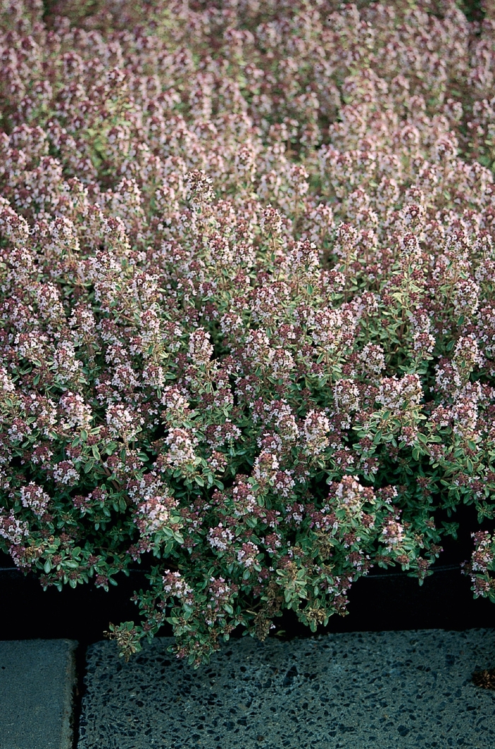 'Silver Queen' Thyme - Thymus x citriodorus from Ladds Gardencener