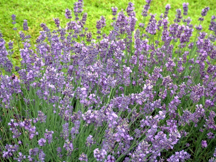 'Munstead' Lavender - Lavandula angustifolia from Ladds Gardencener