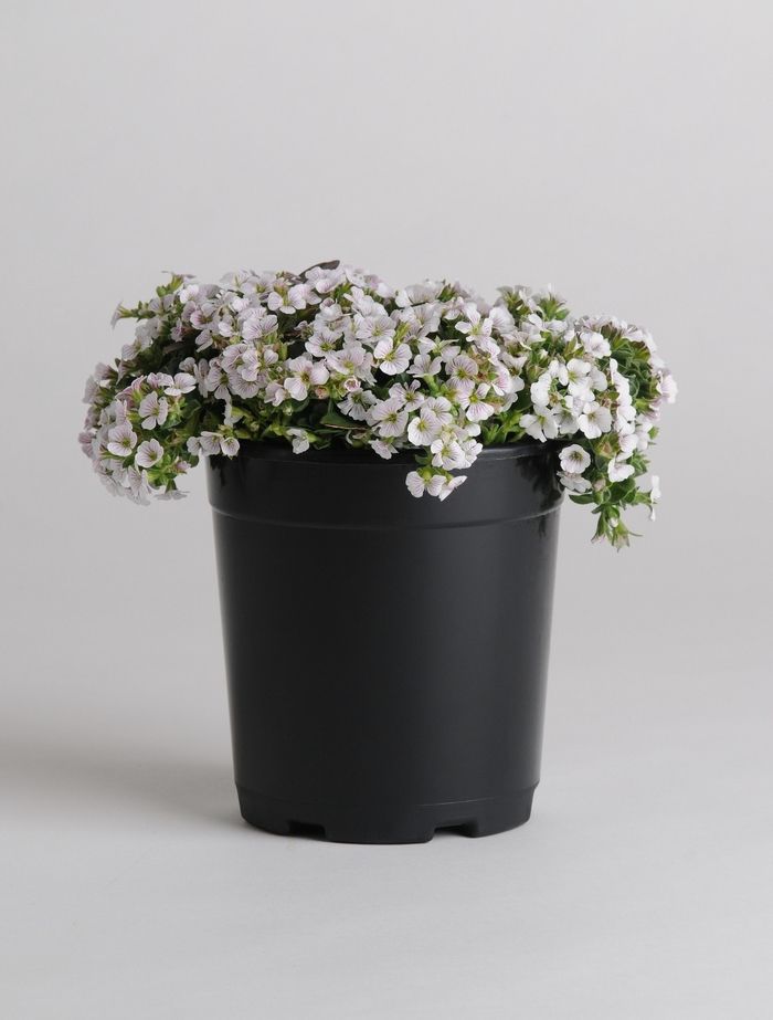 'Pixie Splash' Baby's Breath - Gypsophila cerastioides from Ladds Gardencener