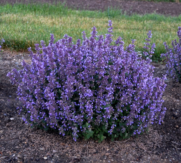 'Cat's Pajamas' Catmint - Nepeta from Ladds Gardencener