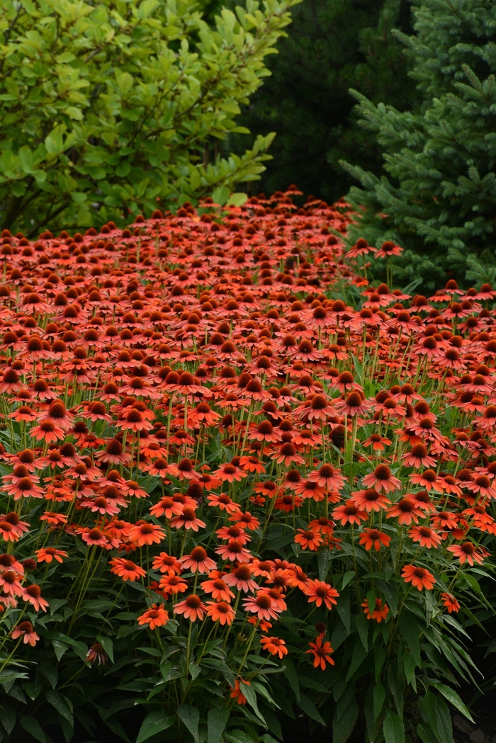 Sombrero® 'Flamenco Orange' - Echinacea (Coneflower) from Ladds Gardencener