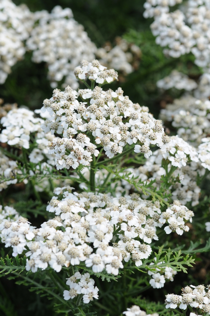 New Vintage™ White - Achillea millefolium (Yarrow) from Ladds Gardencener