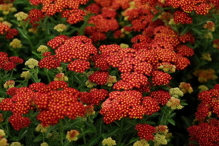 'Strawberry Seduction' - Achillea millefolium (Yarrow) from Ladds Gardencener
