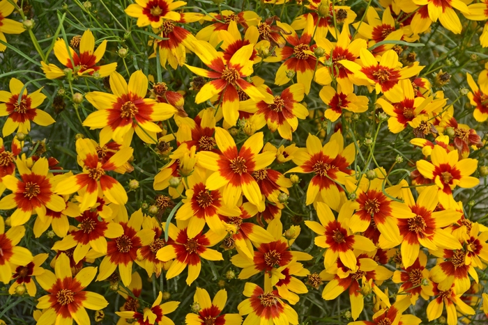 Sizzle & Spice® ''Curry Up'' - Coreopsis verticillata (Tickweed) from Ladds Gardencener