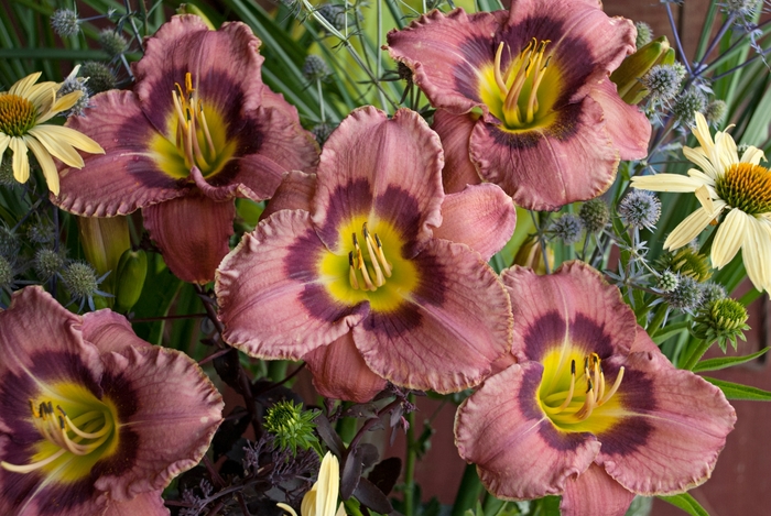 'Always Afternoon' Daylily - Hemerocallis from Ladds Gardencener