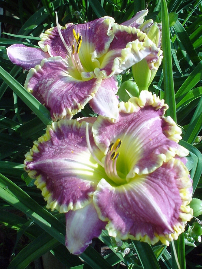 'Bestseller' Daylily - Hemerocallis from Ladds Gardencener
