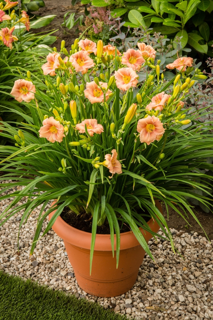 EveryDaylily® 'Rose' - Hemerocallis (Daylily) from Ladds Gardencener