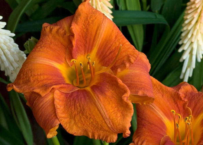 'Fire King' Fire King Daylily - Hemerocallis from Ladds Gardencener