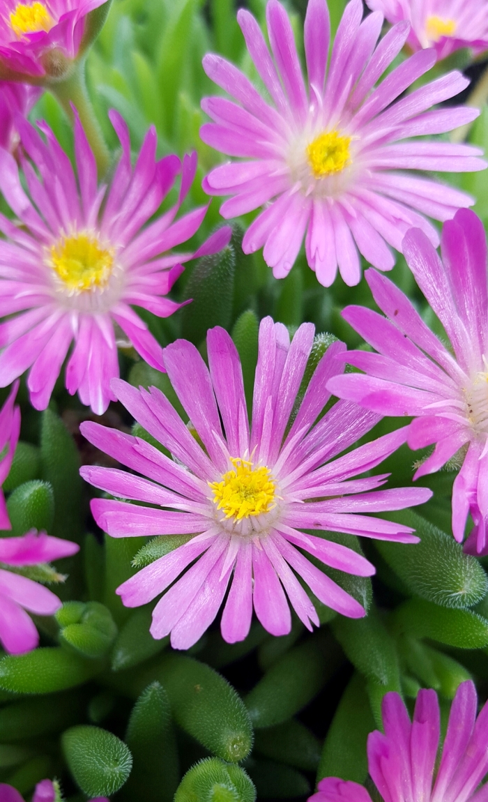 Jewel of Desert 'Candystone' - Delosperma (Ice Plant) from Ladds Gardencener