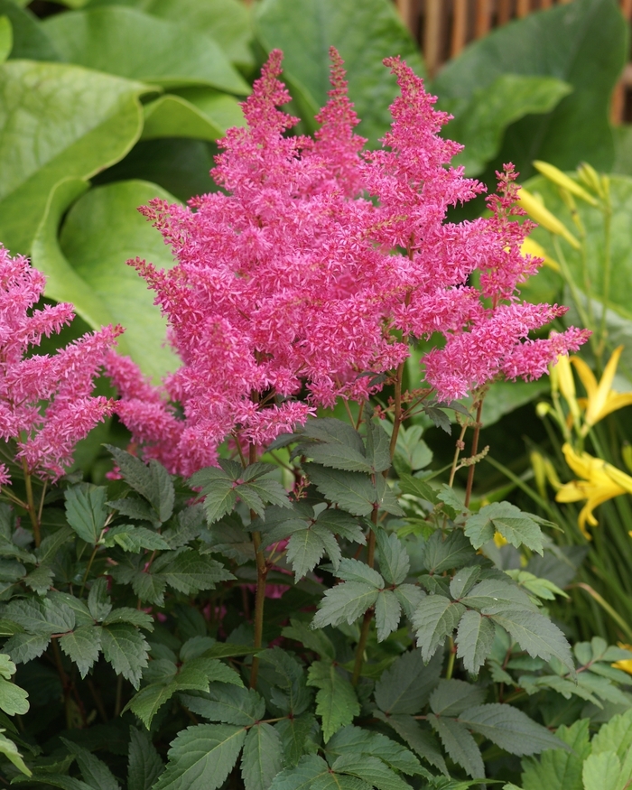 'Rhythm and Blues' False Spirea - Astilbe x arendsii from Ladds Gardencener