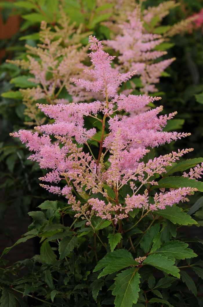 Younique™ Silvery Pink - Astilbe japonica (False Spirea) from Ladds Gardencener