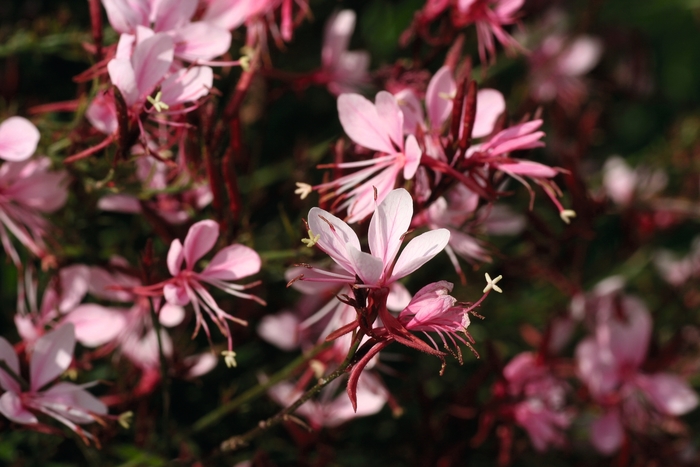 Belleza® 'Compact Light Pink' - Gaura lindheimeri (Wand Flower) from Ladds Gardencener