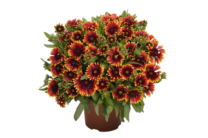 'SpinTop Orange Halo' Blanket Flower - Gaillardia aristata from Ladds Gardencener