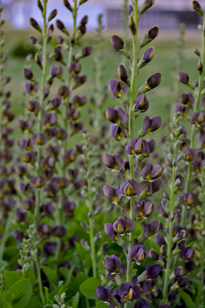 Decadence® 'Dark Chocolate' - Baptisia (False Indigo) from Ladds Gardencener