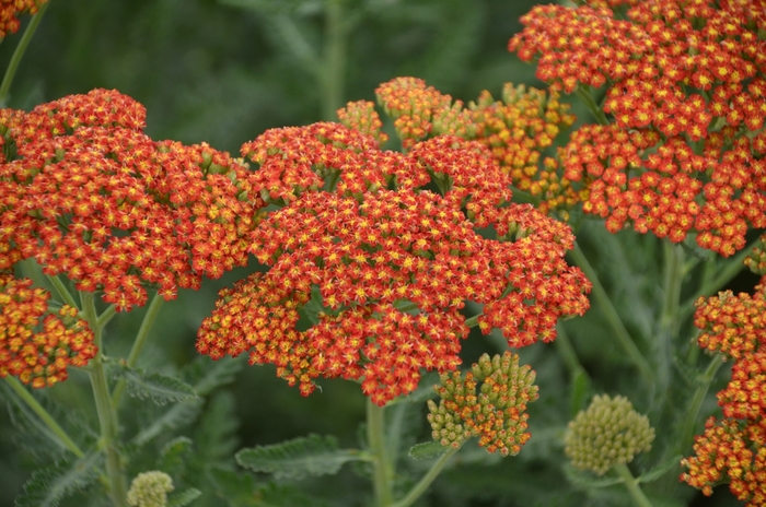 'Sassy Summer Sunset' Yarrow - Achillea millefolium from Ladds Gardencener